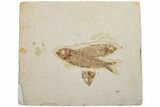 Two Detailed Fossil Fish (Knightia) - Wyoming #234206-1